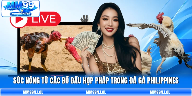 Sức nóng từ các bồ đấu hợp pháp trong đá gà Philippines
